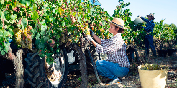 Farm Labor