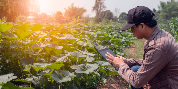 Farm Labor