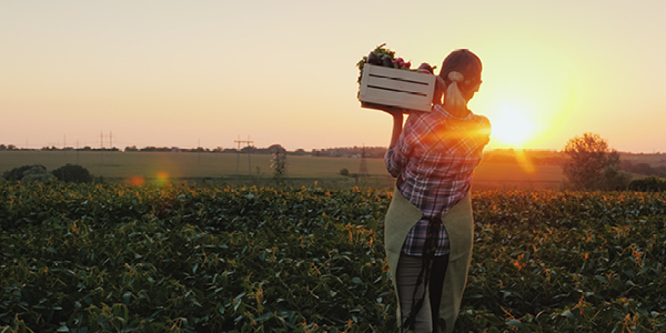 Produce Shortage