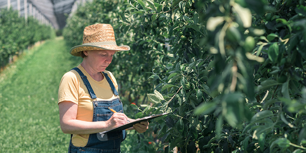 Produce Shortage