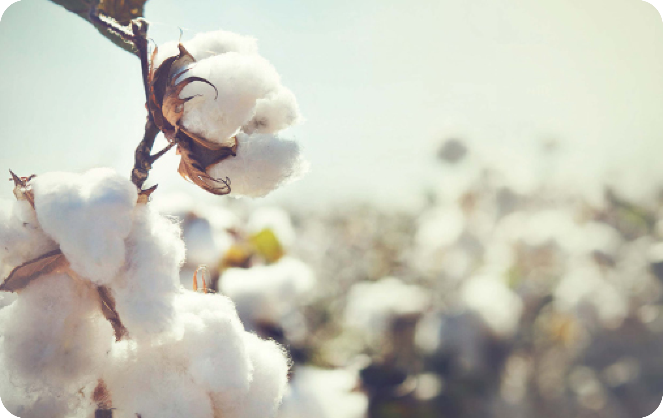 Cotton